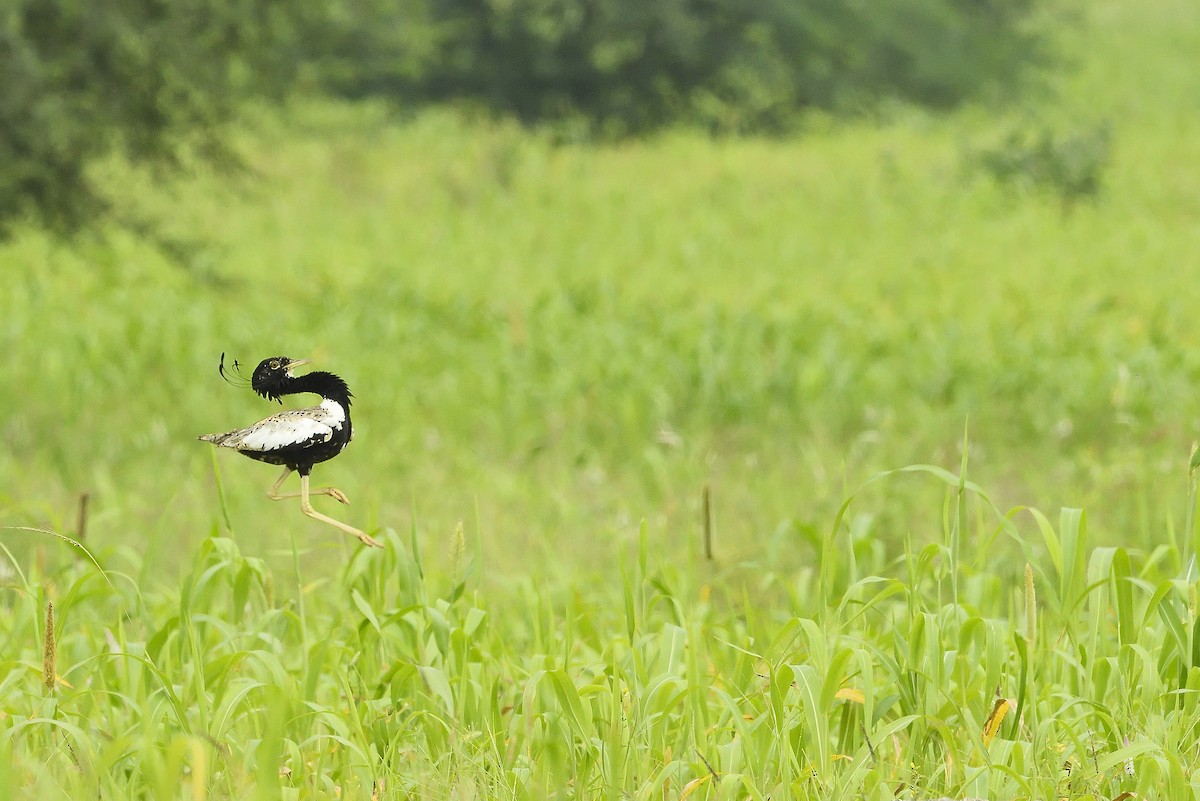 Lesser Florican - Samyukth Sridharan