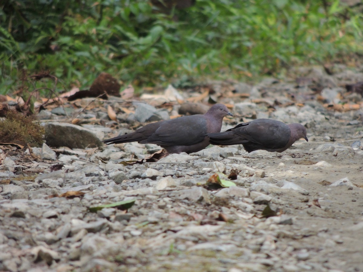 Plumbeous Pigeon - ML34875401