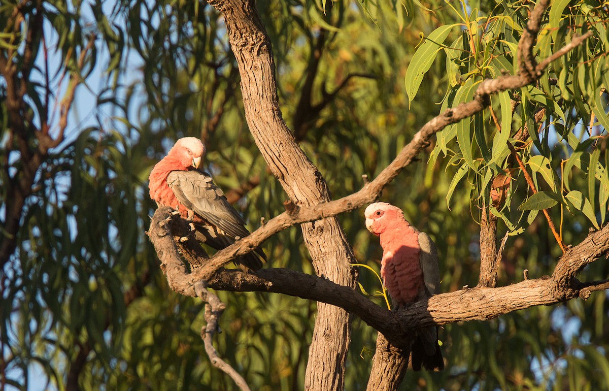 Cacatúa Galah - ML348755801