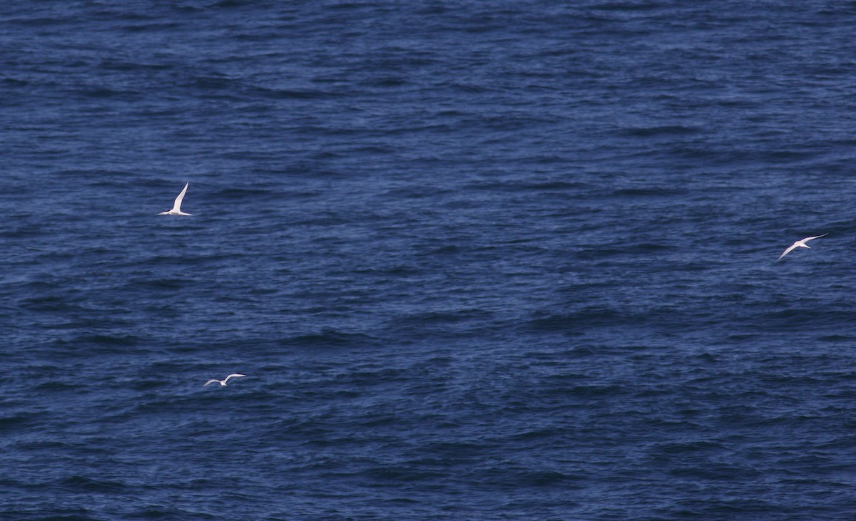 Roseate Tern - ML348756781