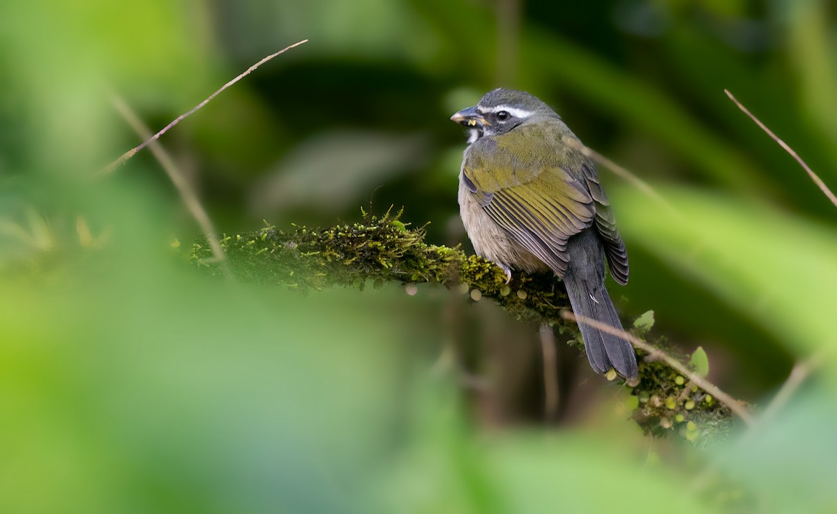 Green-winged Saltator - ML348756901