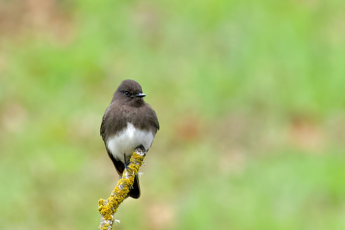 Black Phoebe - Thirumalai Suresh