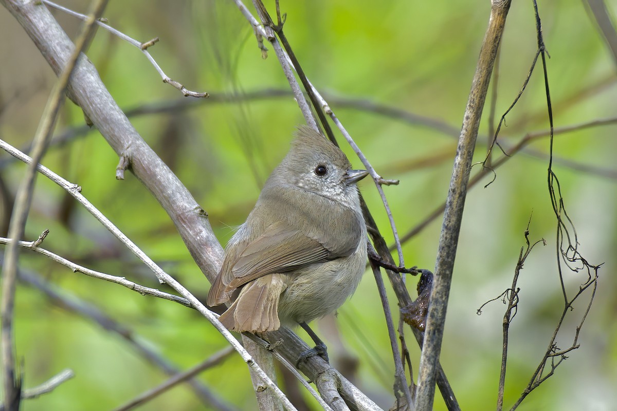 Oak Titmouse - Thirumalai Suresh