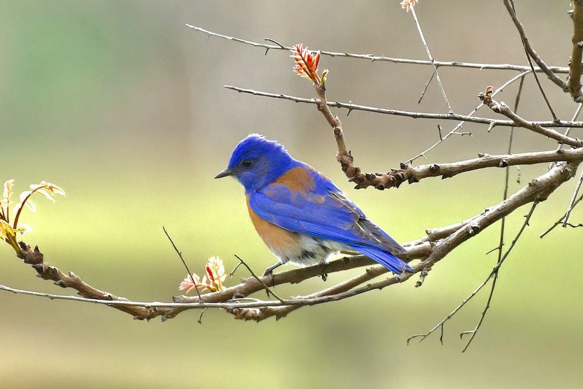 Western Bluebird - ML348757031