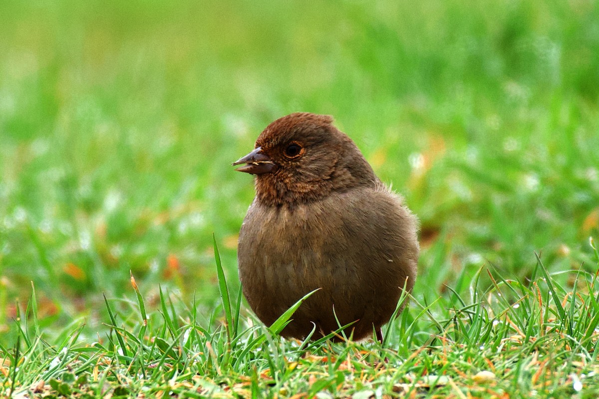 California Towhee - ML348757181