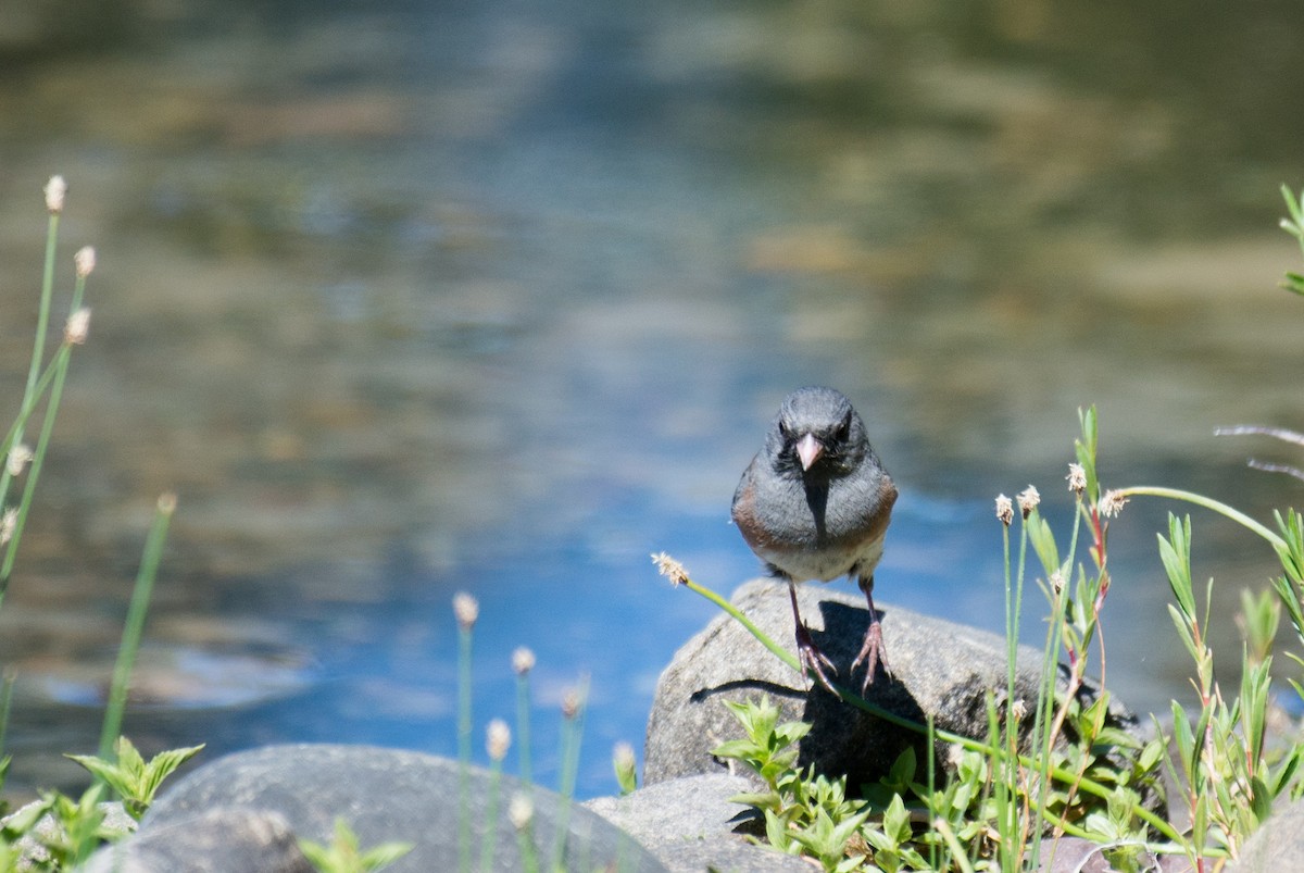 Dark-eyed Junco - ML348758041