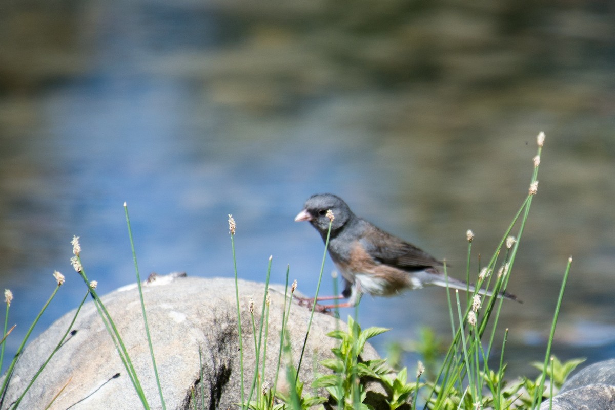 Dark-eyed Junco - ML348758141