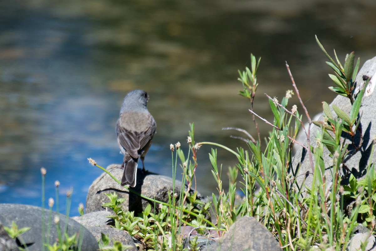 Dark-eyed Junco - ML348758151