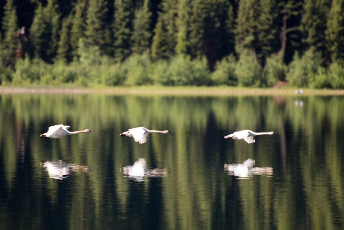 Trumpeter Swan - ML348758401