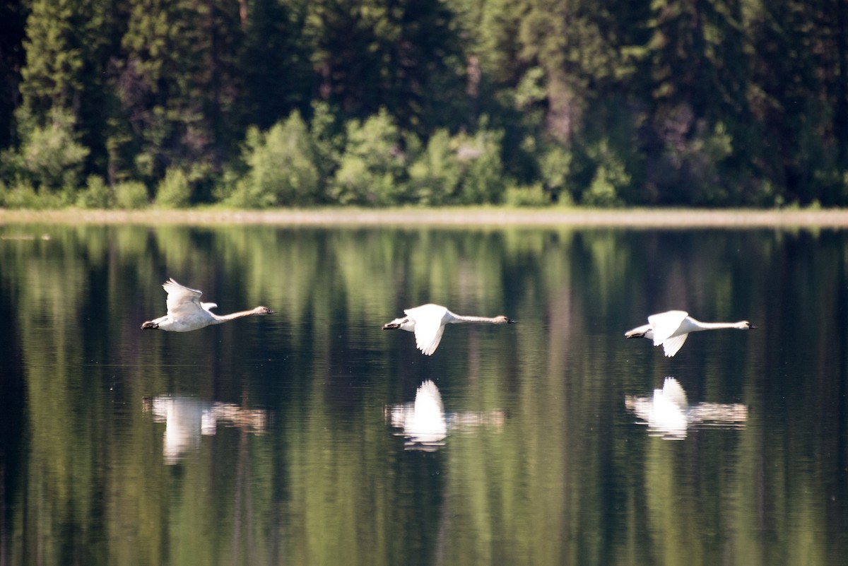 Trumpeter Swan - ML348758451