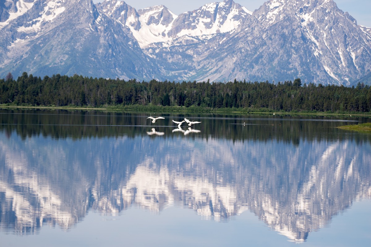 Trumpeter Swan - ML348758521