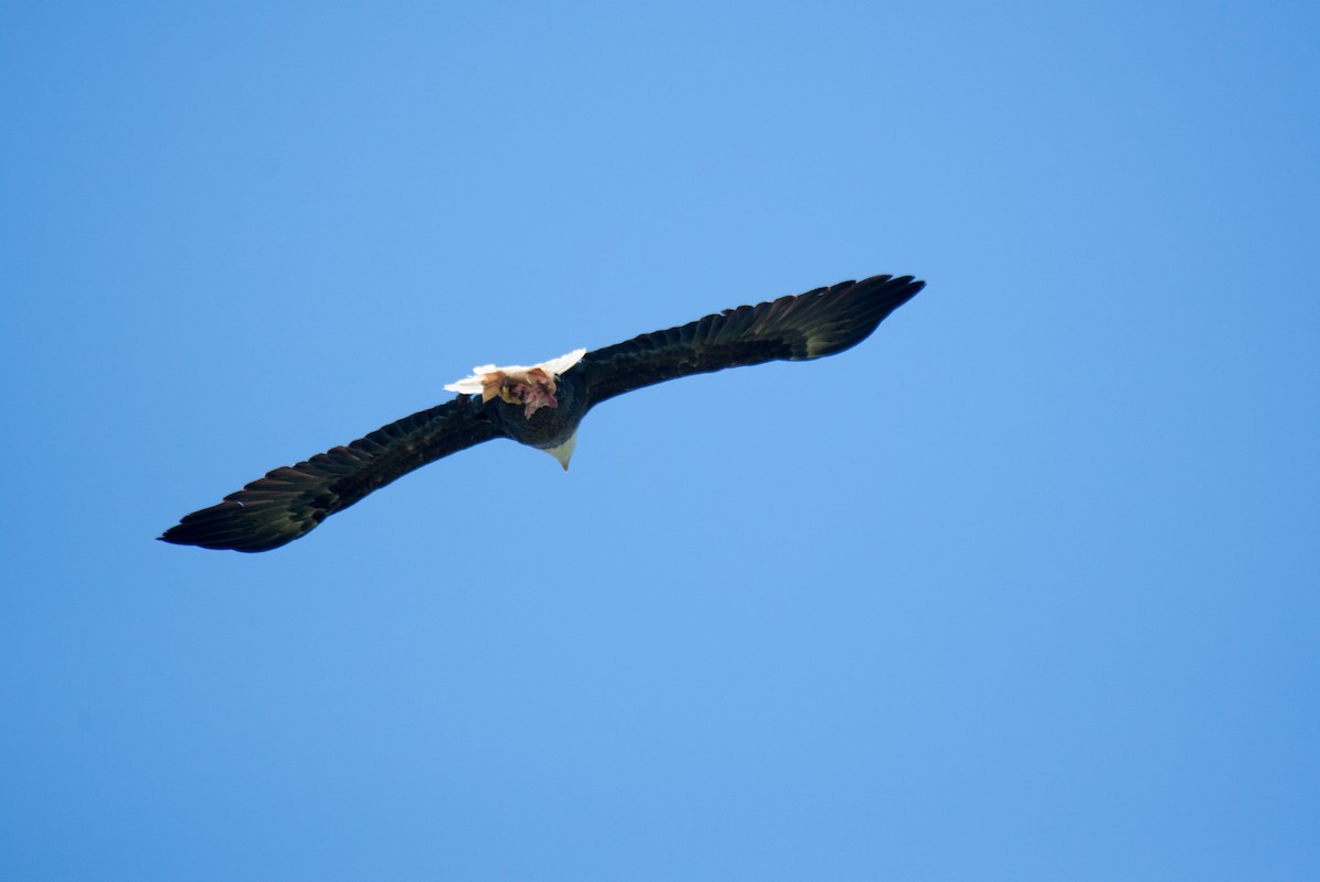 Bald Eagle - ML348758621