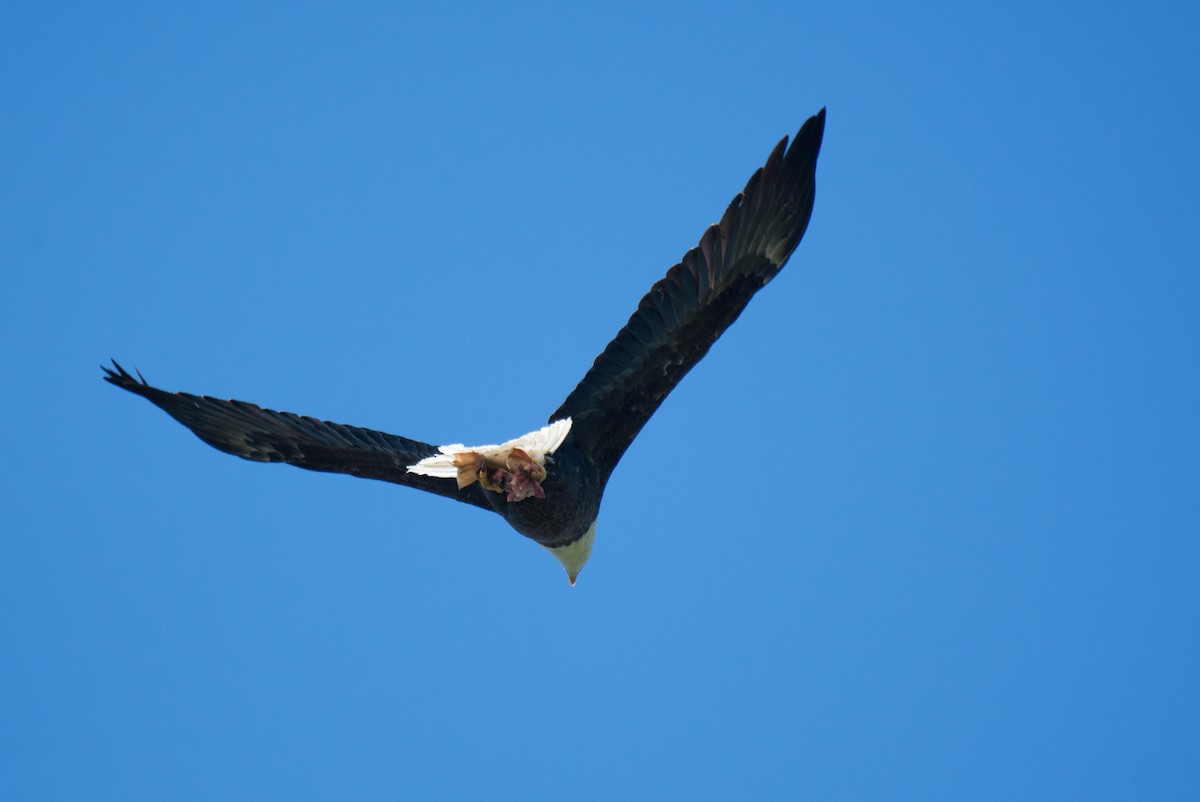 Bald Eagle - ML348758781