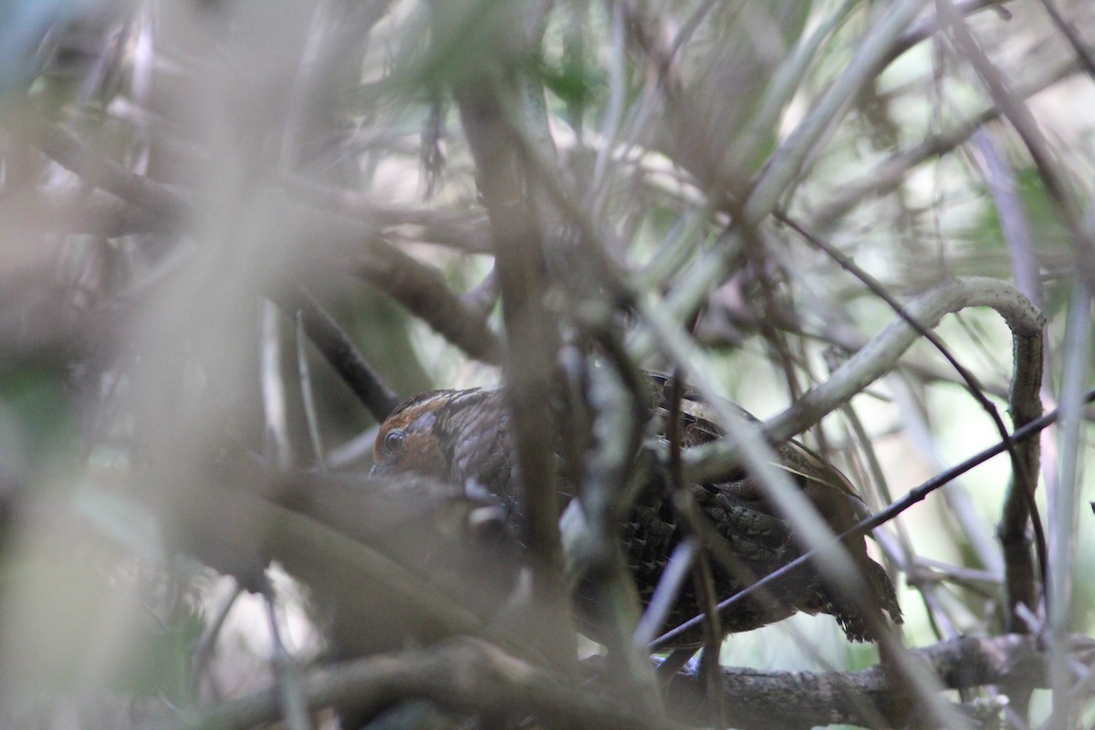 Singing Quail - ML348758891