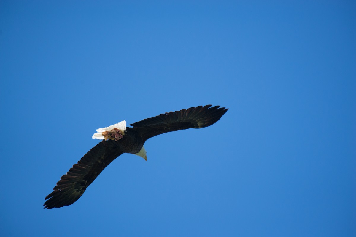 Bald Eagle - ML348758901