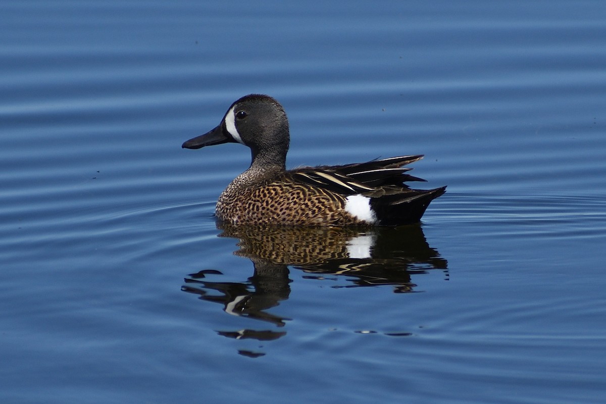Blue-winged Teal - ML348758971