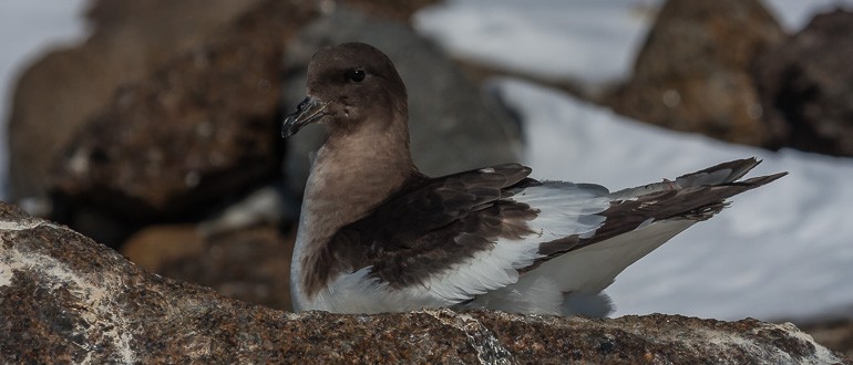 Antarctic Petrel - ML34875901