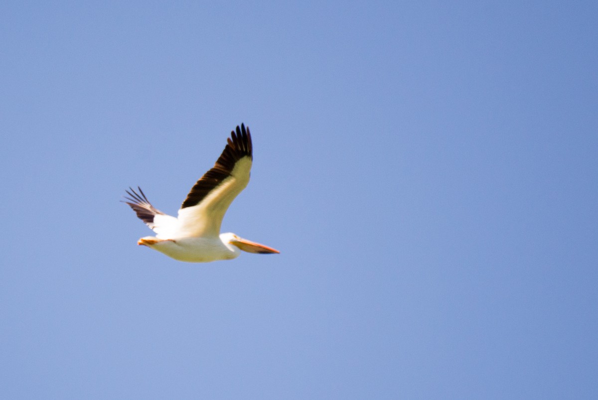 American White Pelican - ML348759051