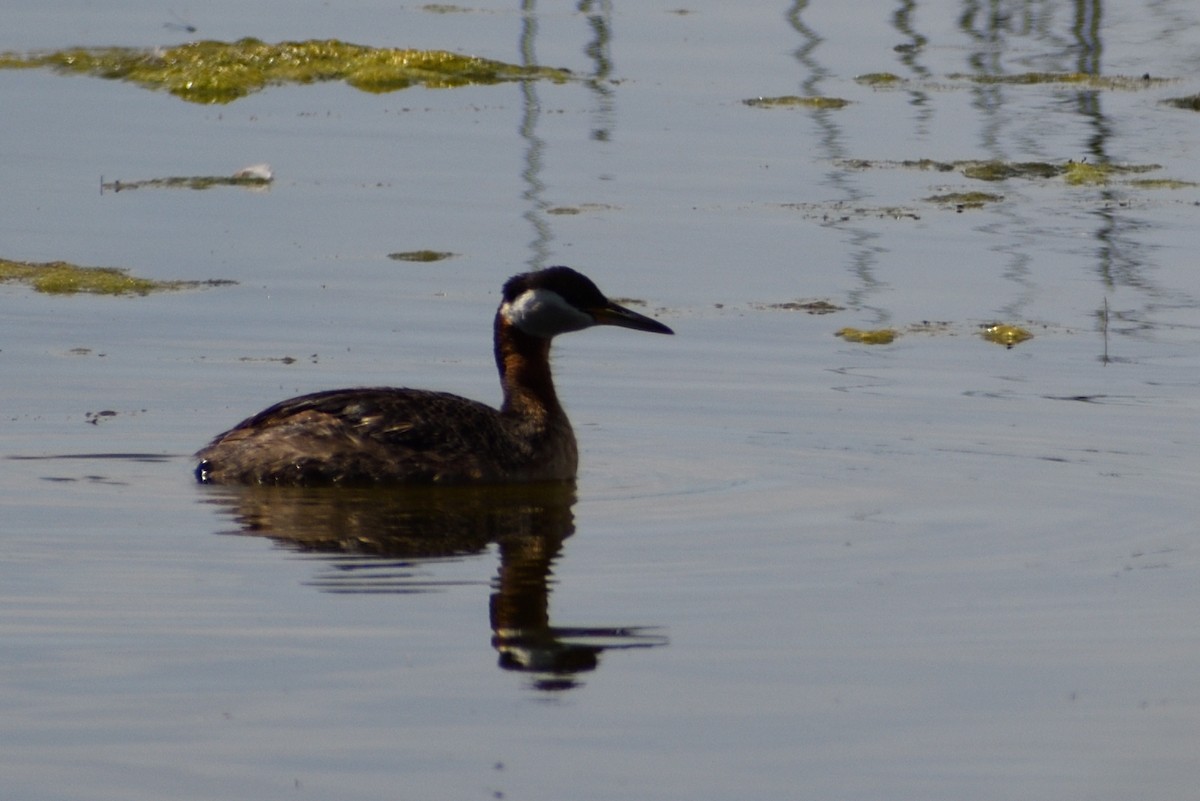 Red-necked Grebe - ML348759071