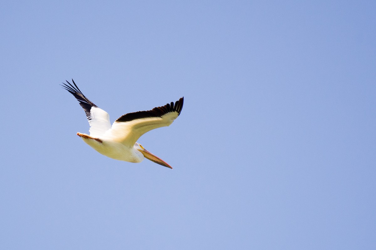 American White Pelican - ML348759111