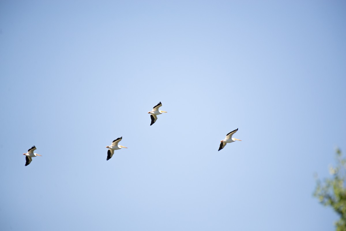 American White Pelican - ML348759281