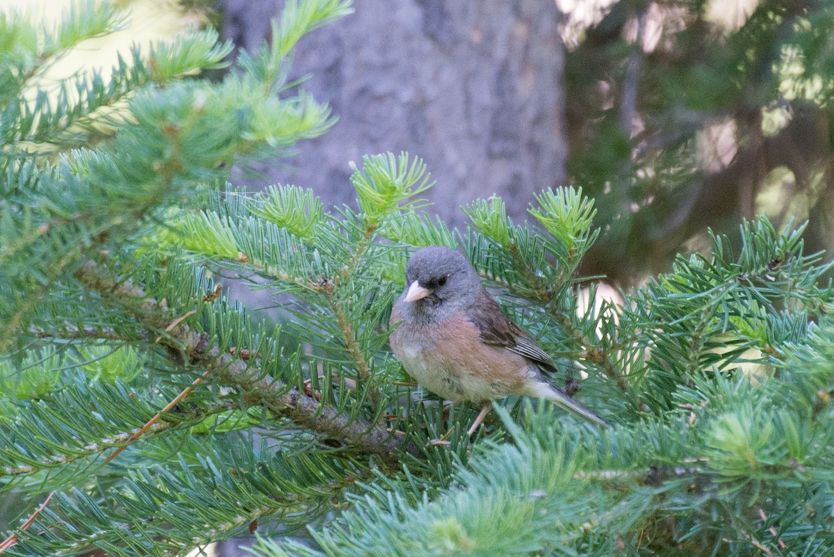 Junco Ojioscuro - ML348759381