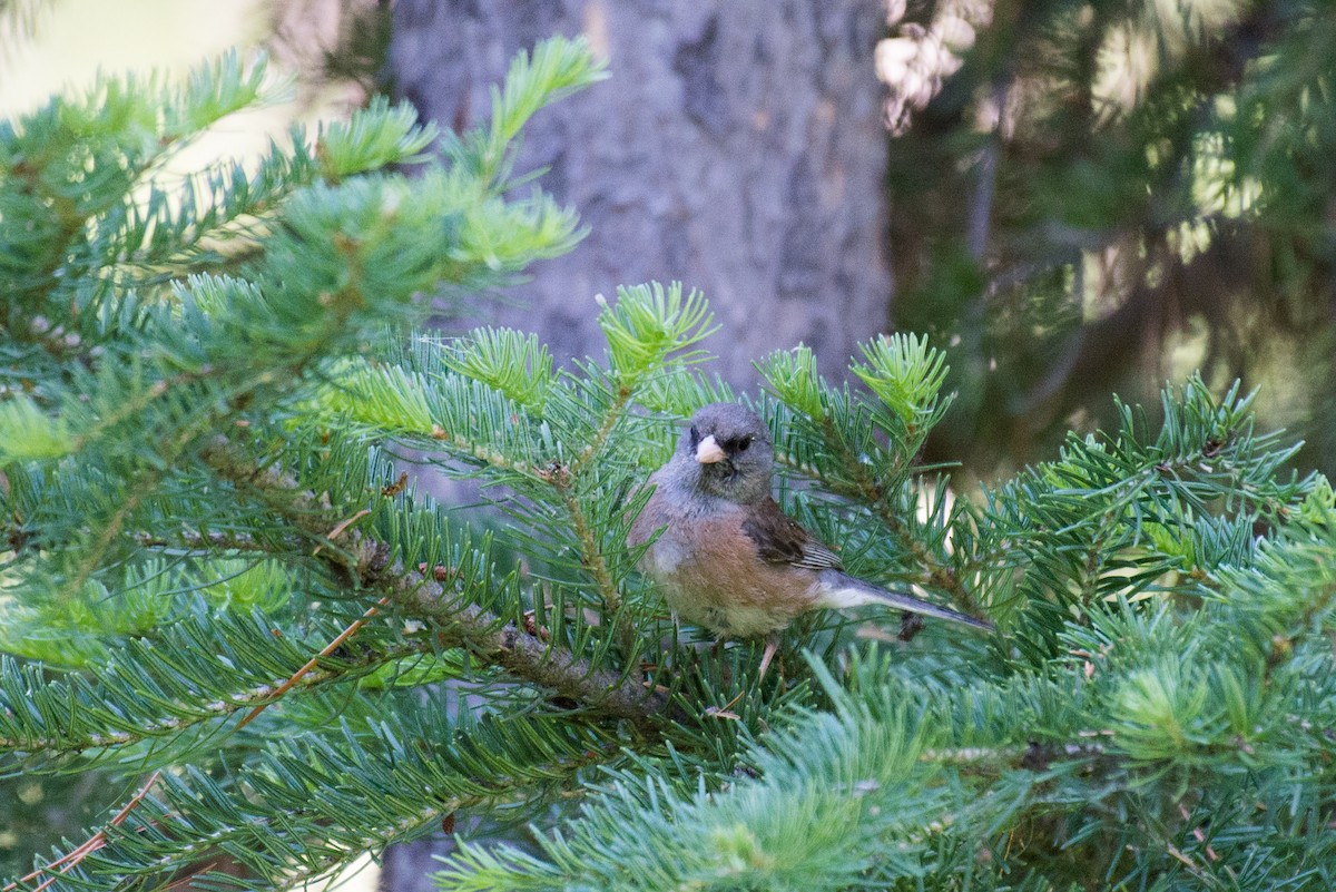 Dark-eyed Junco - ML348759451