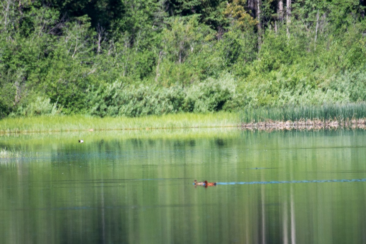 Cinnamon Teal - ML348759471