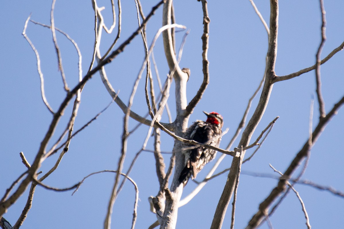 Red-naped Sapsucker - ML348759511