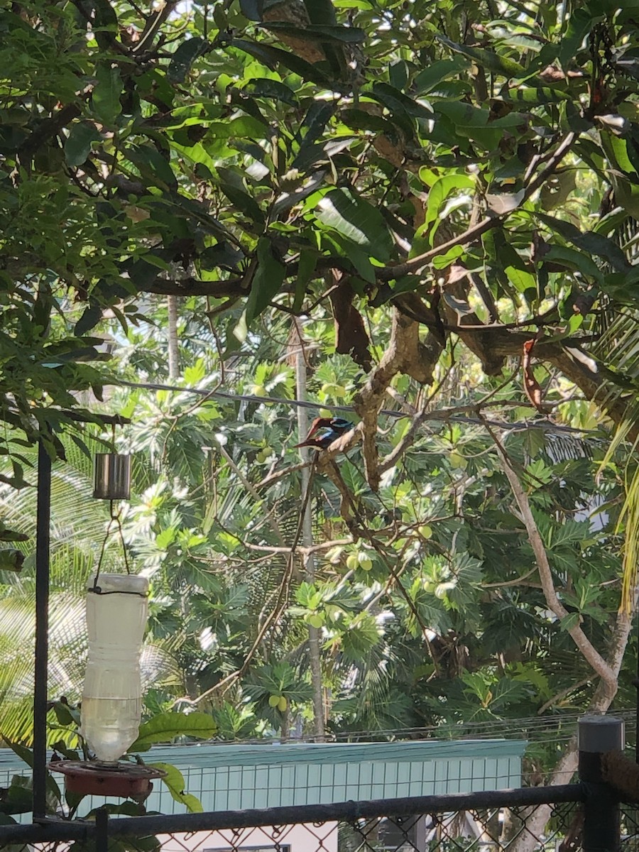 White-throated Kingfisher - ML348759551