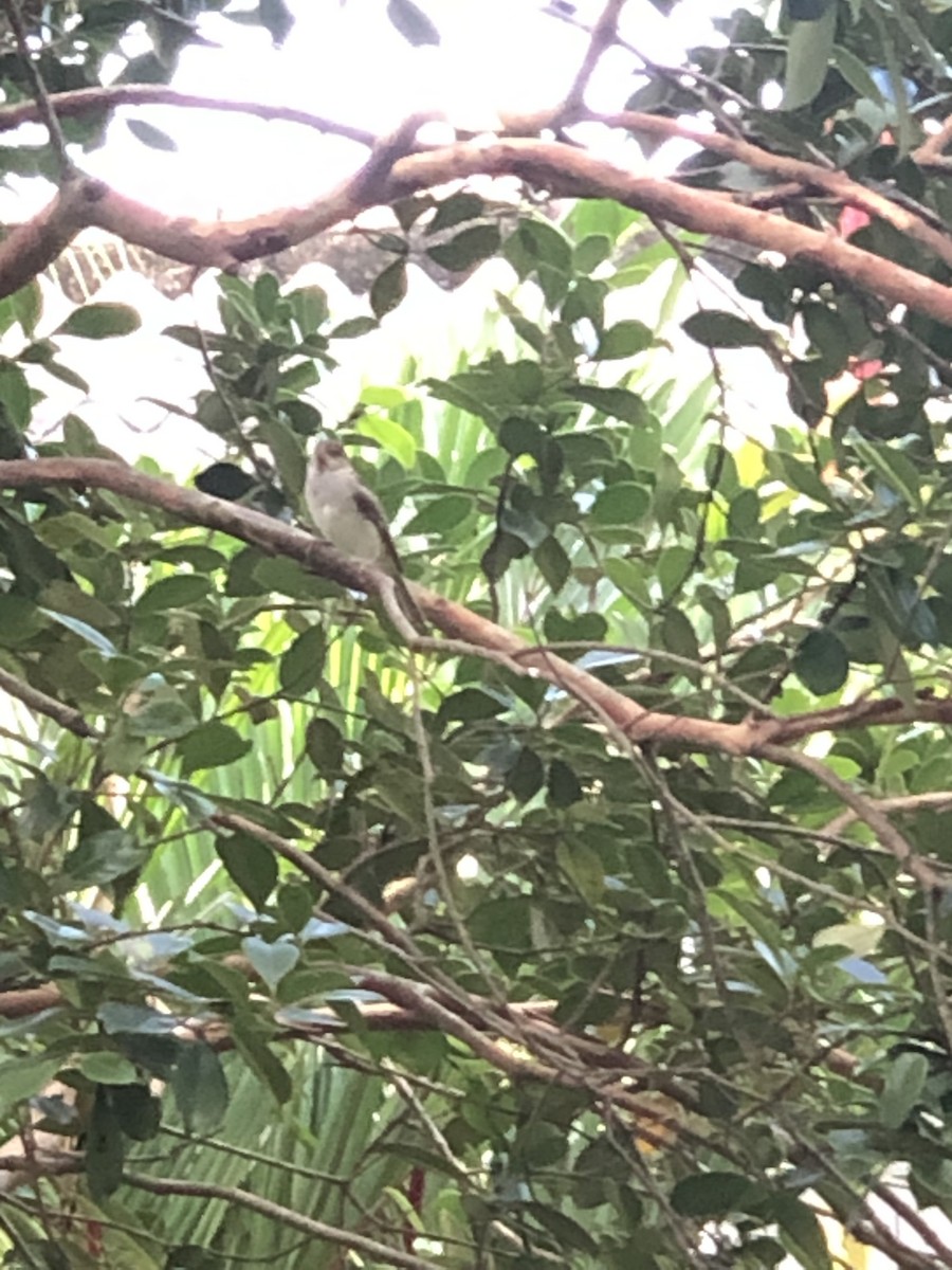 House Sparrow - ML348759911