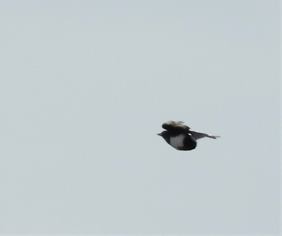 Black-billed Magpie - ML348761491