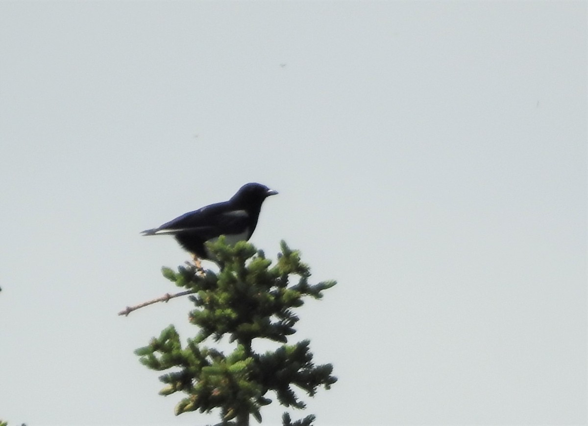 Black-billed Magpie - ML348761511