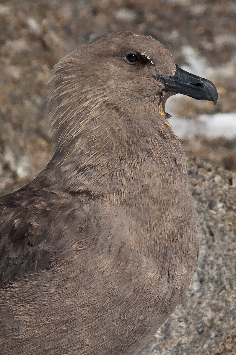 South Polar Skua - Stein Nilsen