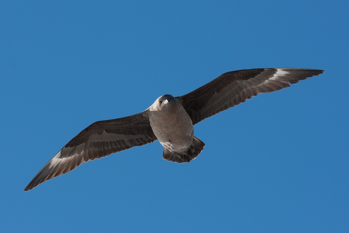 オオトウゾクカモメ - ML34876251