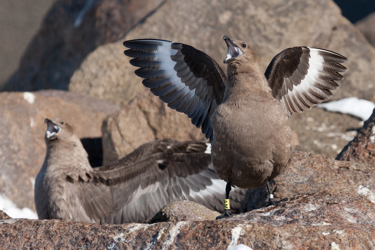 オオトウゾクカモメ - ML34876261