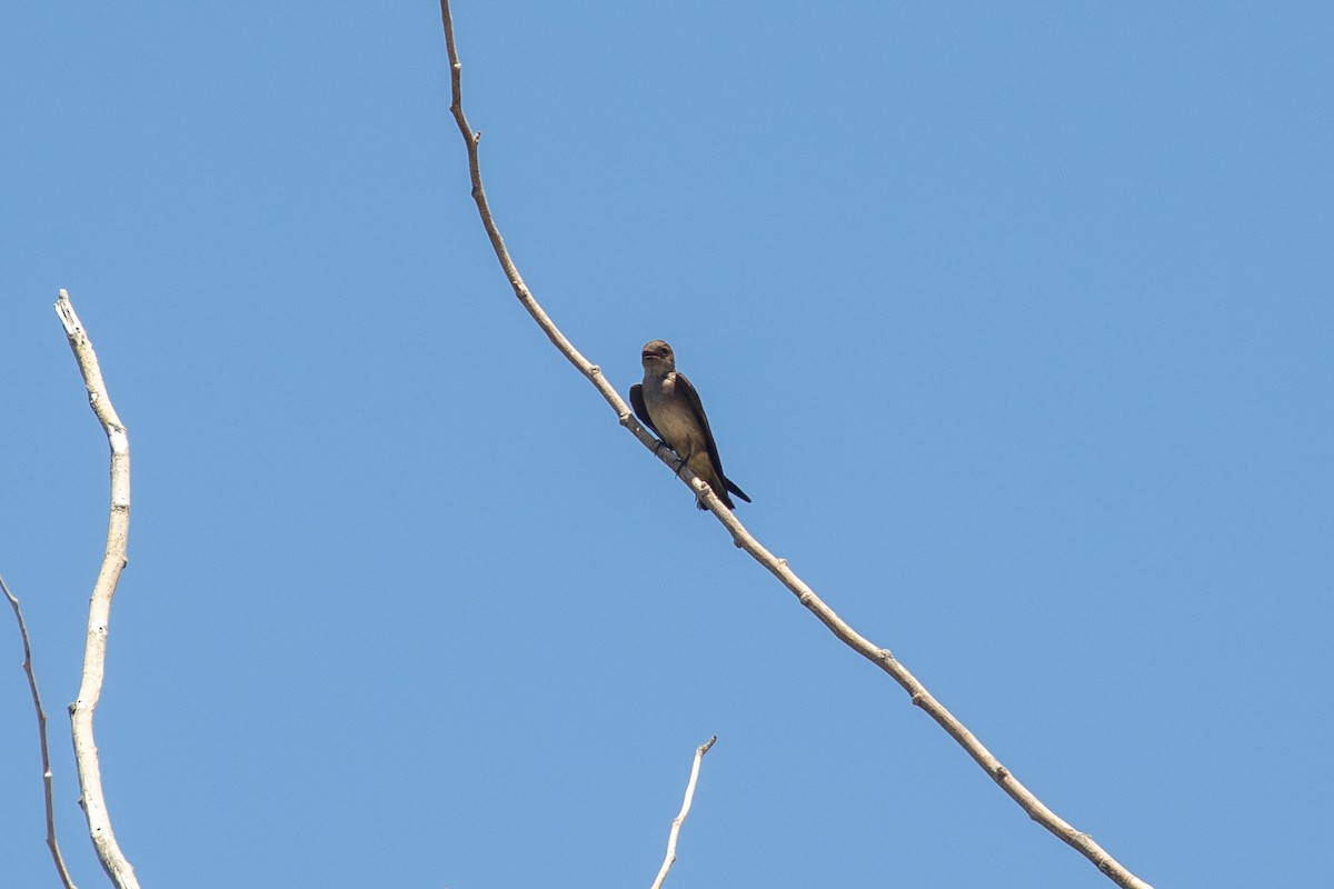 Northern Rough-winged Swallow - Mark Stephenson