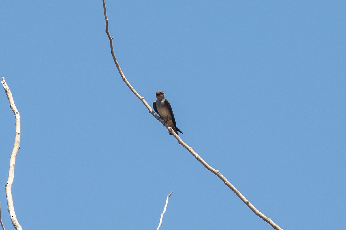 Northern Rough-winged Swallow - Mark Stephenson