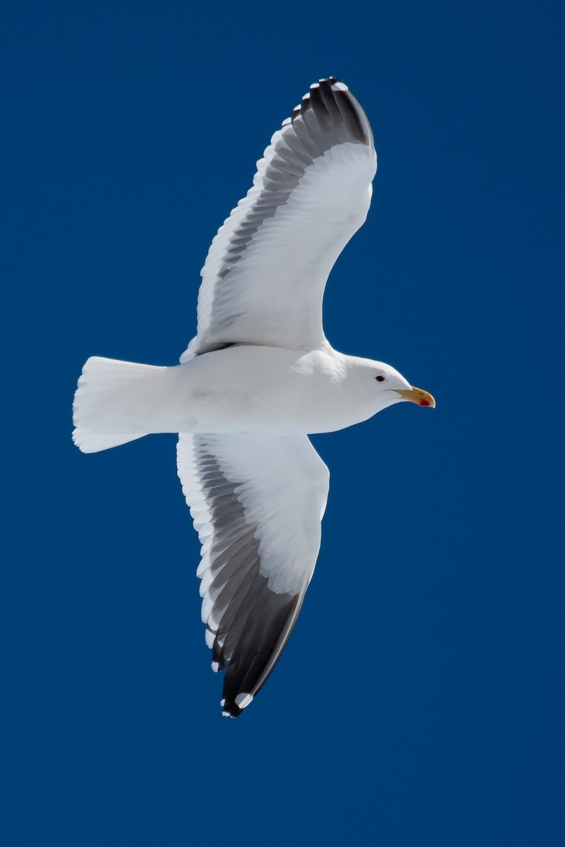 Kelp Gull - ML34876291