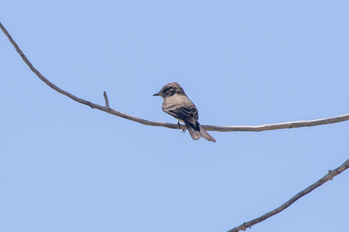 Western Wood-Pewee - ML348762971