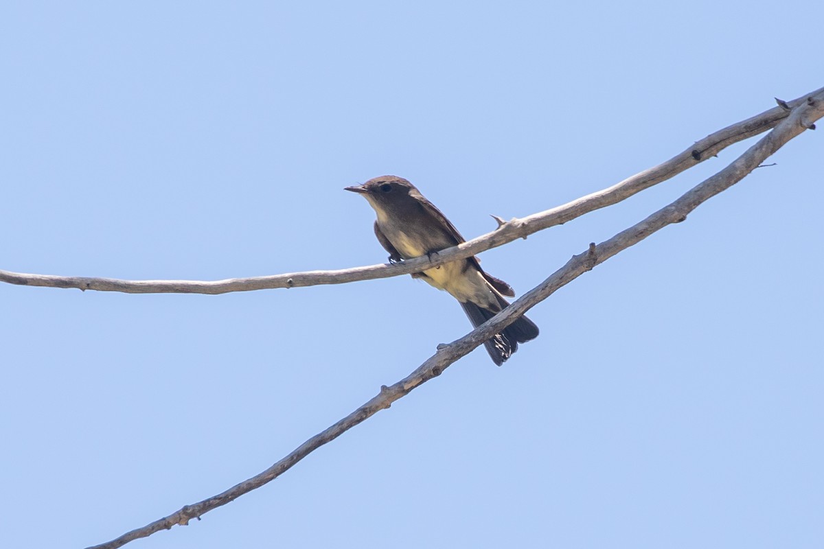 Western Wood-Pewee - ML348762981