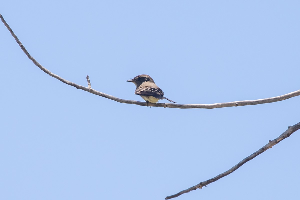 Western Wood-Pewee - ML348762991