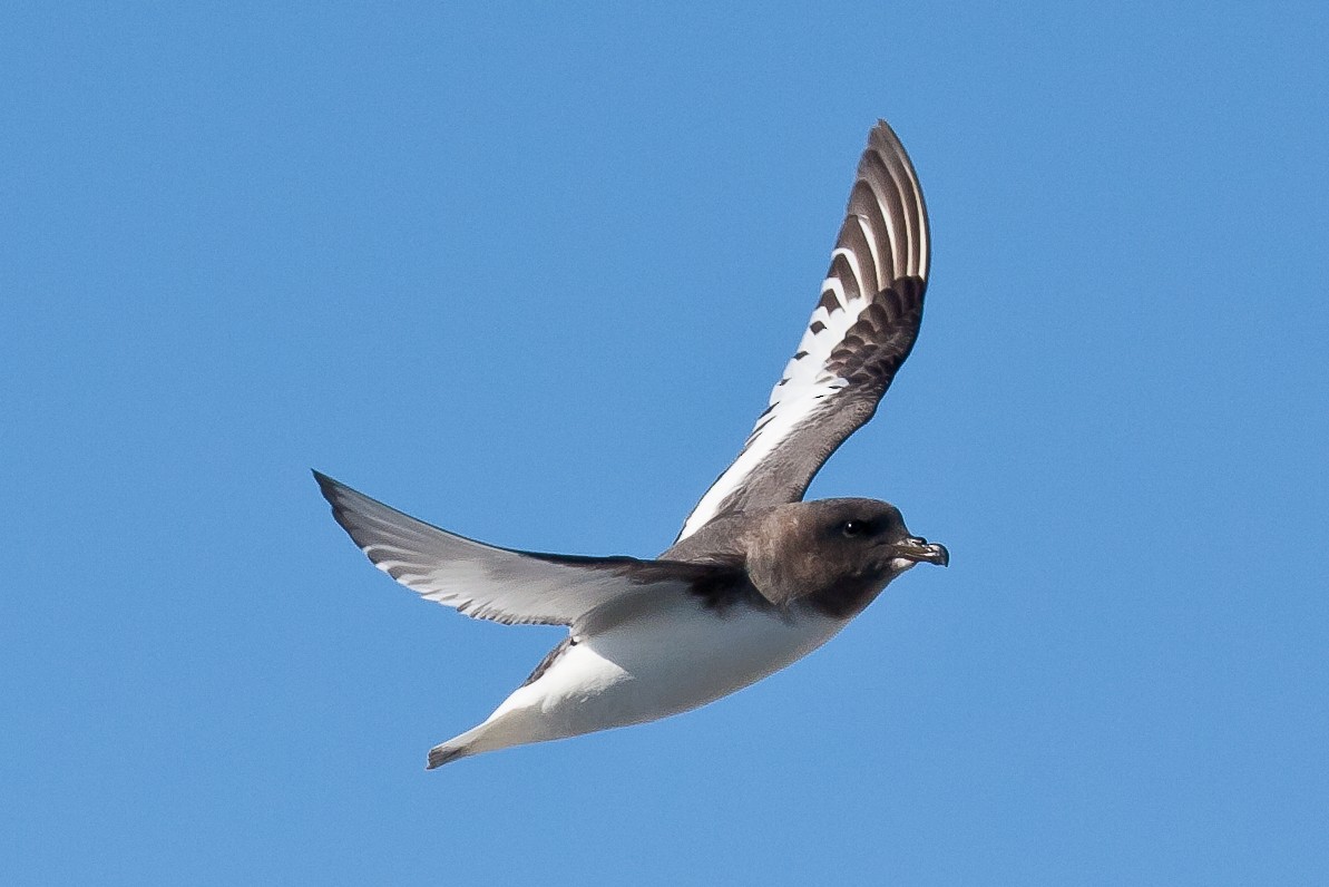 ナンキョクフルマカモメ - ML34876321