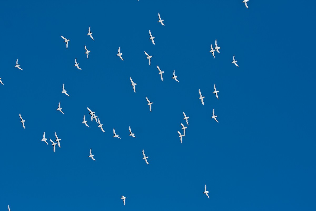 ナンキョクフルマカモメ - ML34876331