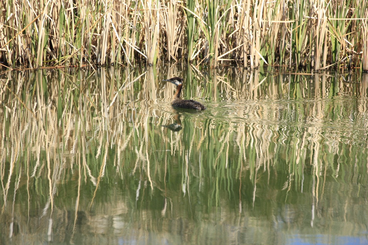Red-necked Grebe - ML348763561
