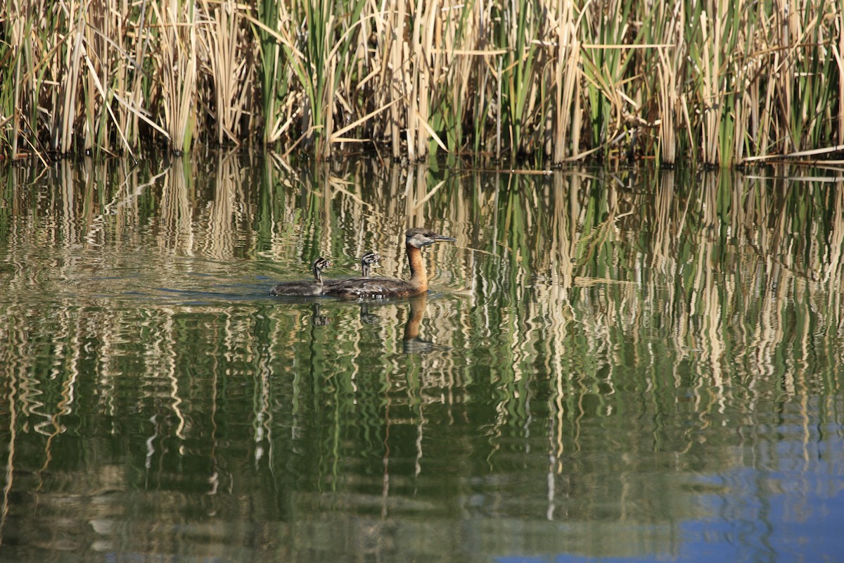Red-necked Grebe - ML348764201
