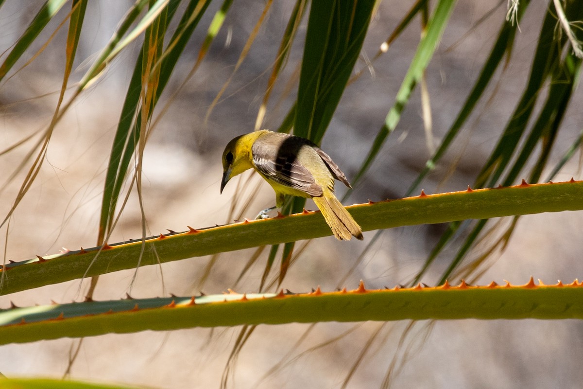 Hooded Oriole - ML348764991