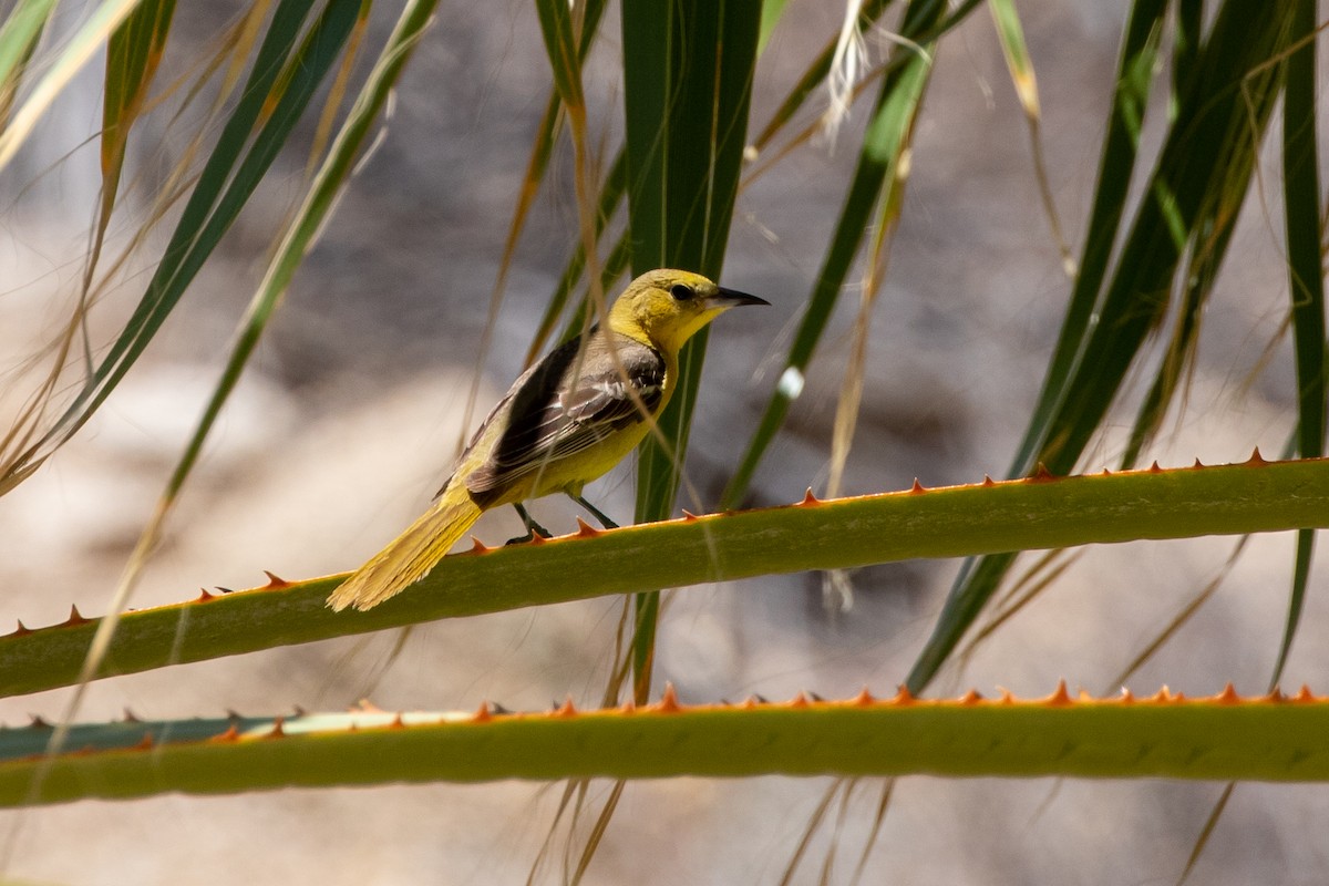 Hooded Oriole - ML348765011