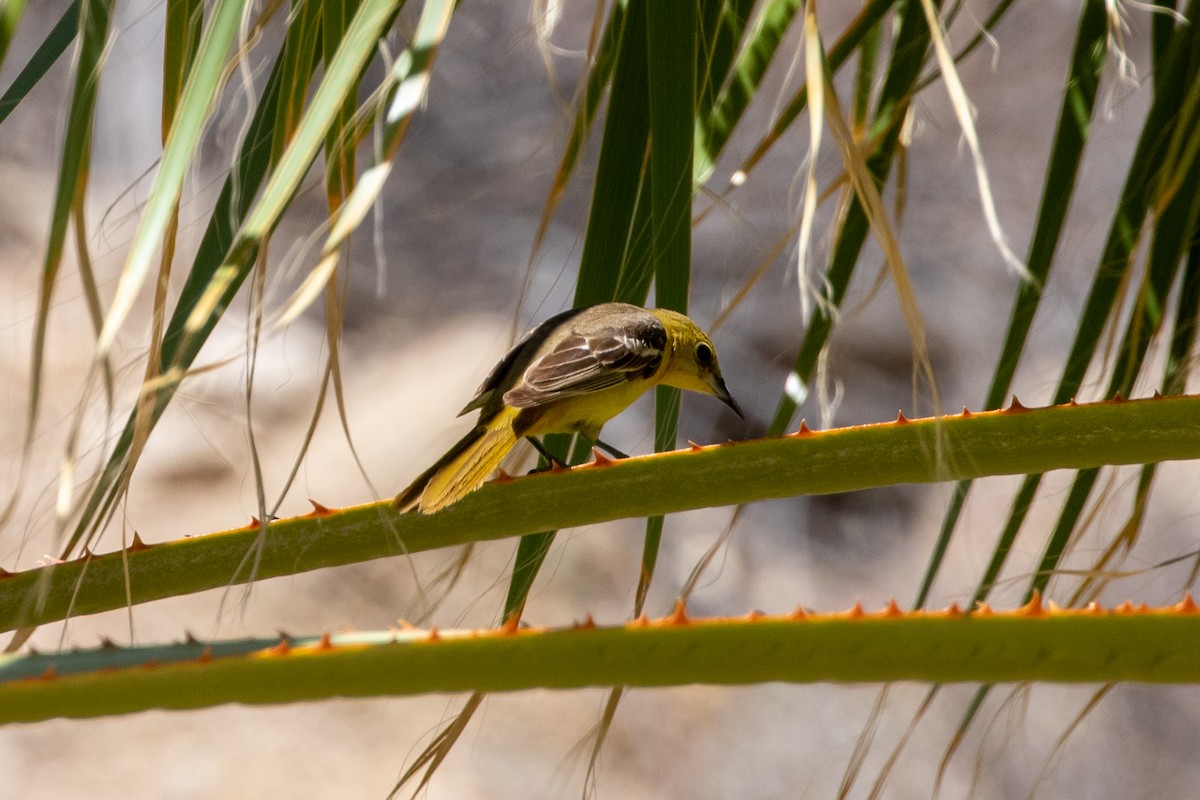 Hooded Oriole - ML348765021