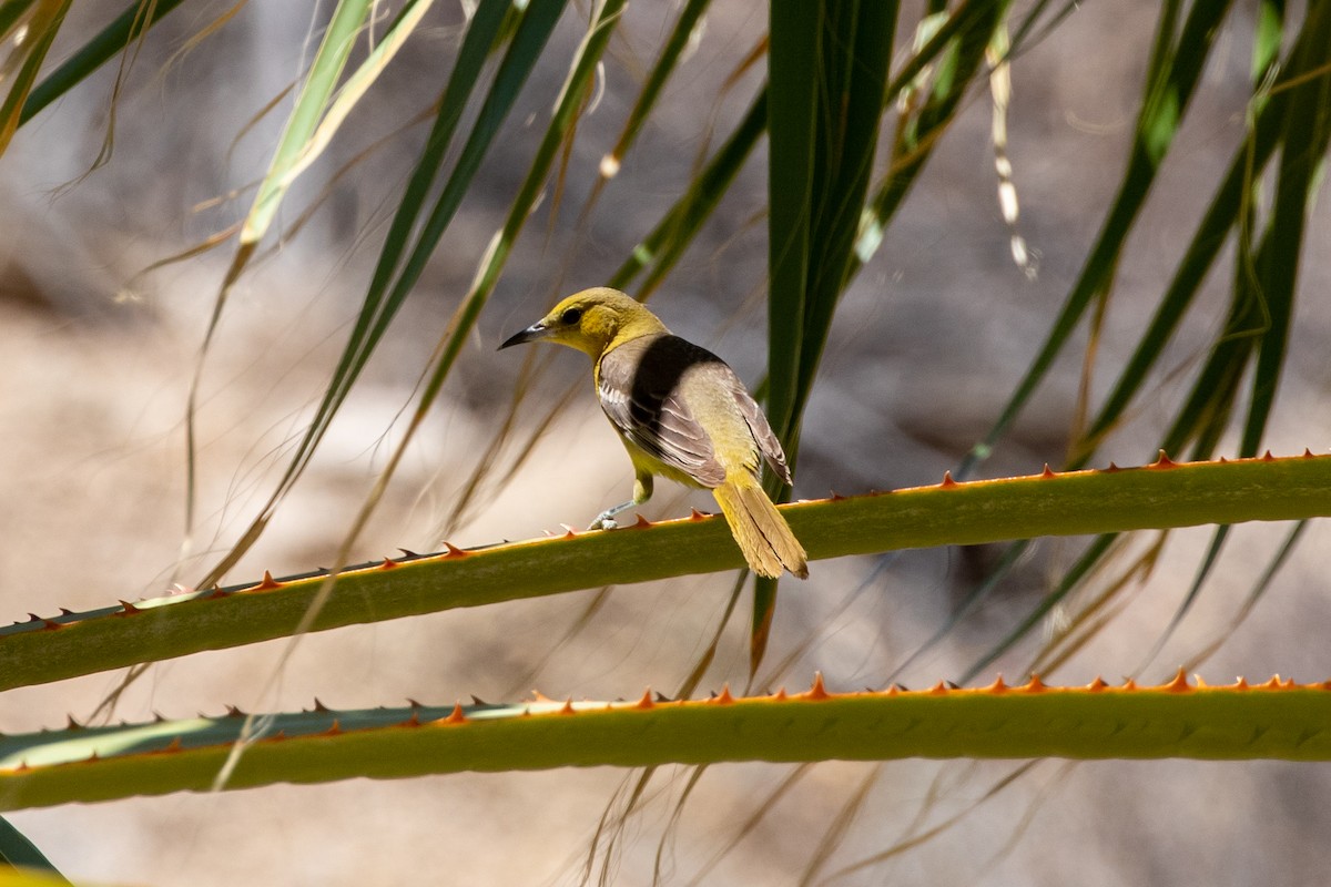 Hooded Oriole - ML348765041